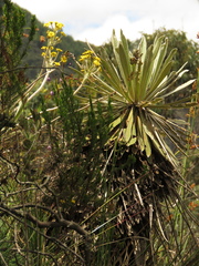 Espeletia corymbosa