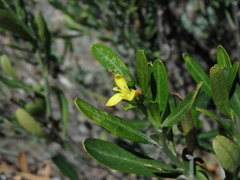 Cneorum tricoccon
