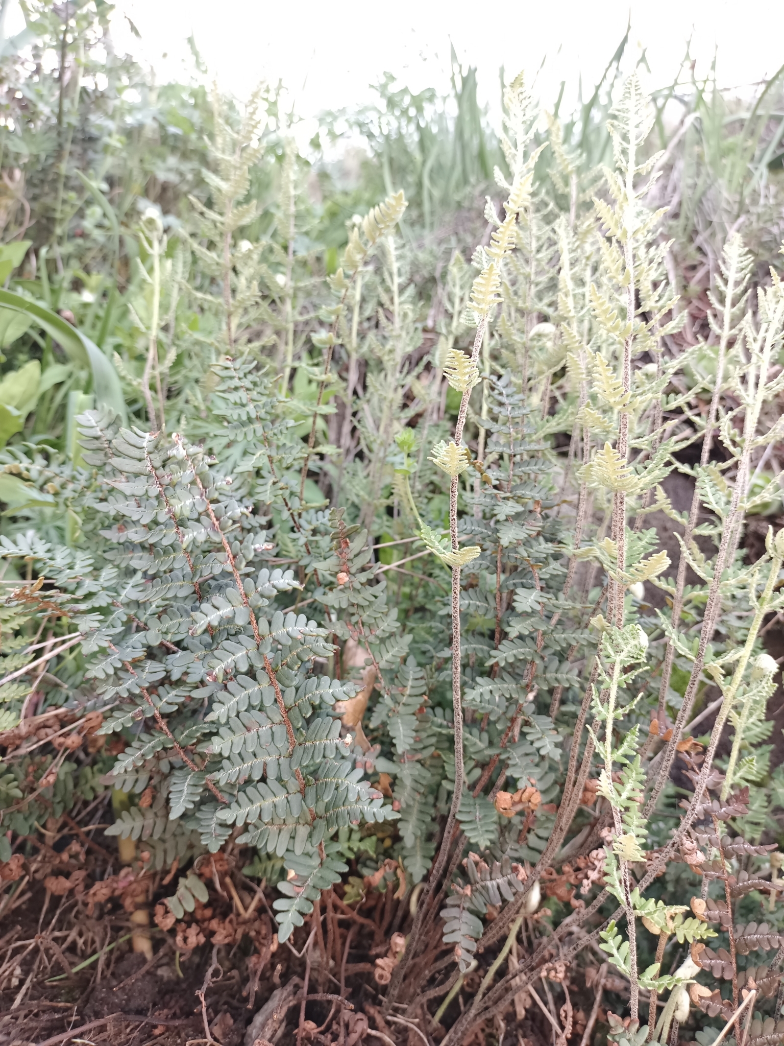 Imagem de Paragymnopteris marantae marantae