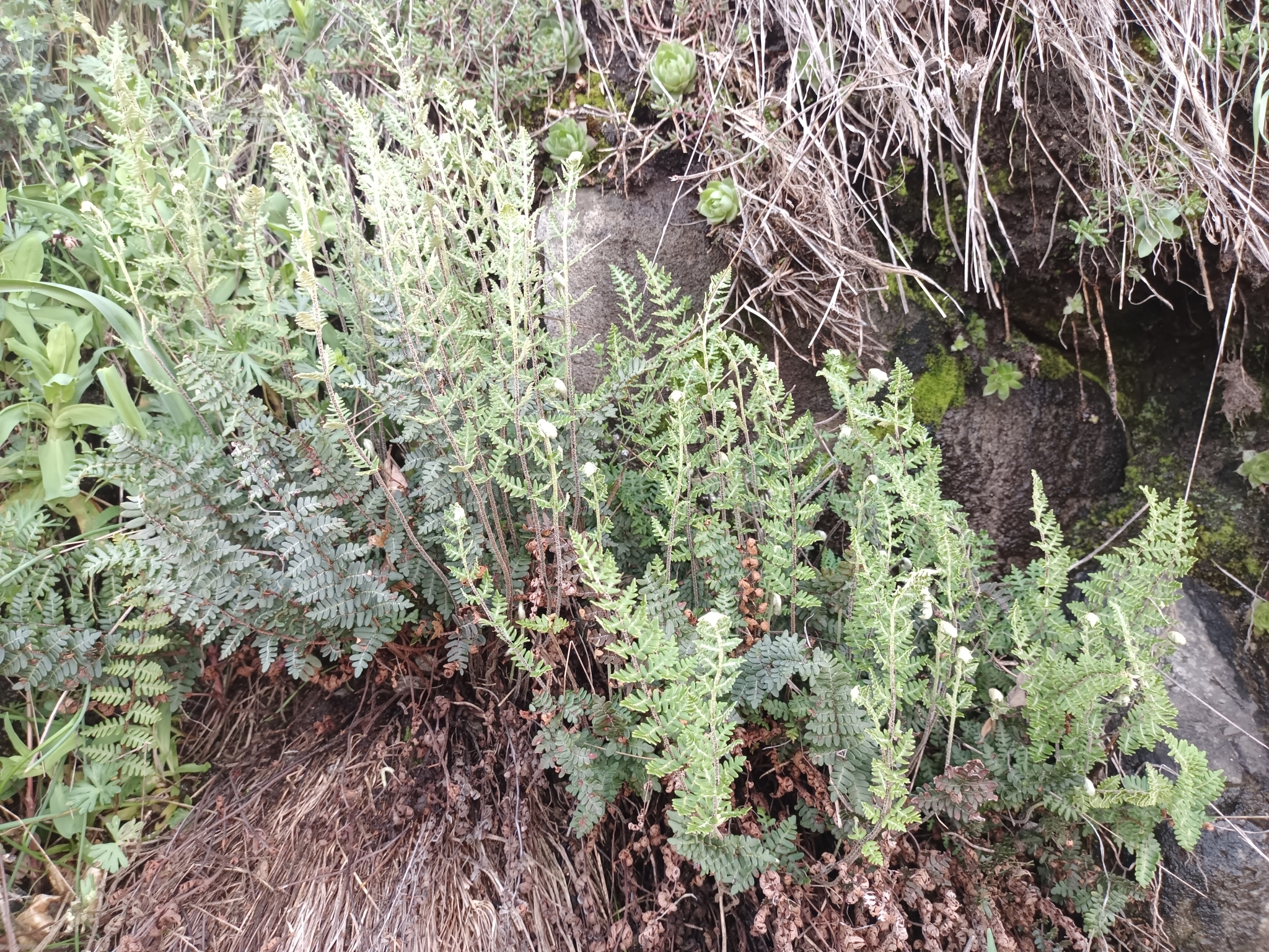 Imagem de Paragymnopteris marantae marantae
