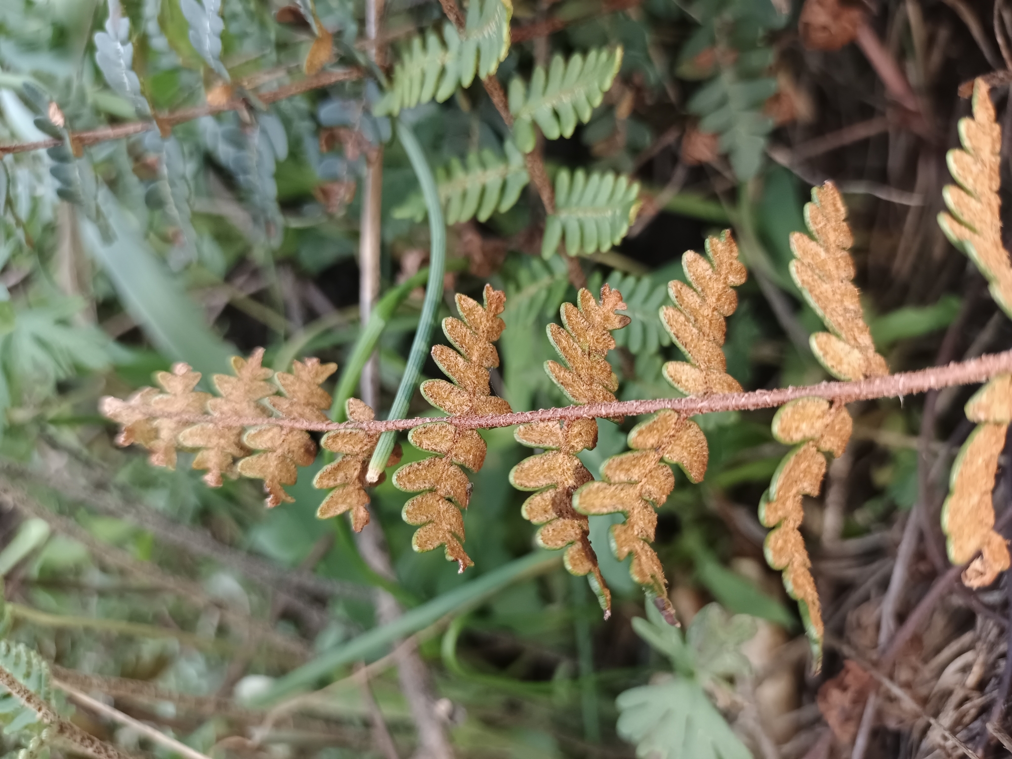 Imagem de Paragymnopteris marantae marantae