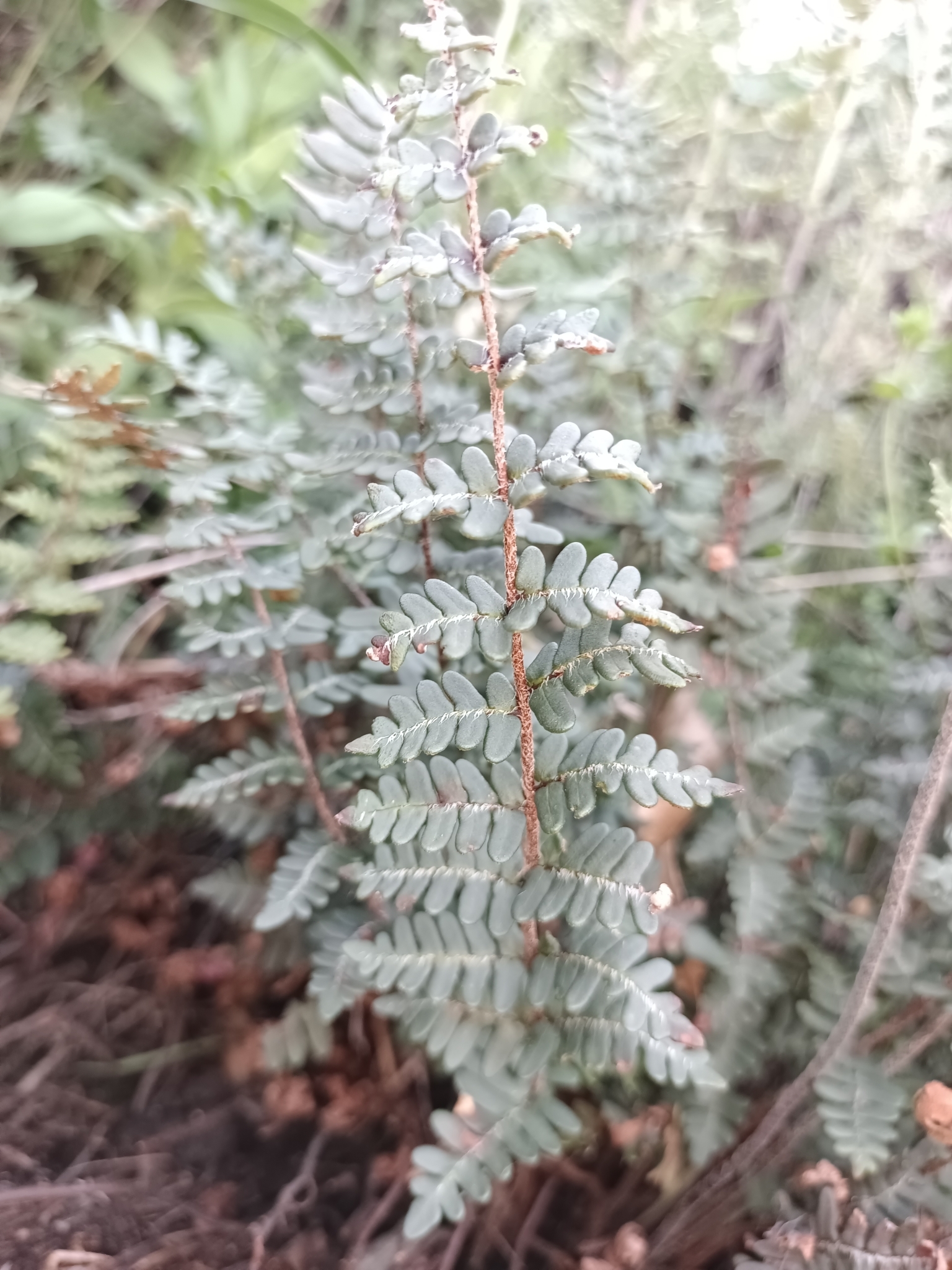 Imagem de Paragymnopteris marantae marantae