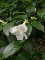 Tabernaemontana litoralis