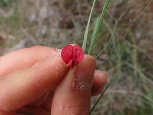 Image of Lathyrus setifolius by (c) Franck Cabot, some rights reserved (CC BY)