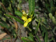 Cneorum tricoccon