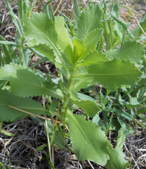 Grindelia ciliata