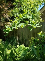 Magnolia macrophylla ashei