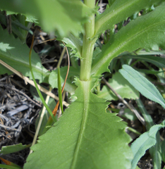 Grindelia ciliata