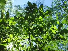 Magnolia acuminata