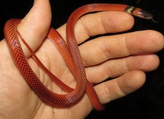 Oxyrhopus melanogenys