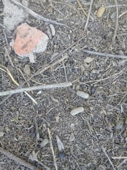 Galea musteloides