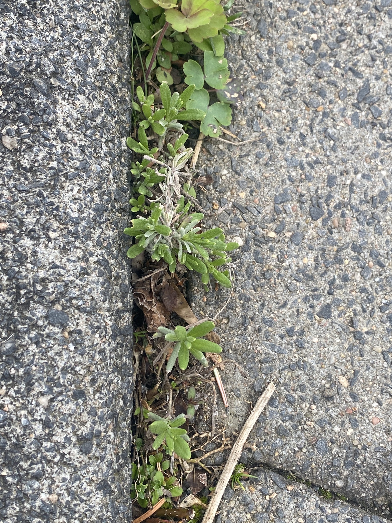 Imagem de Lavanda