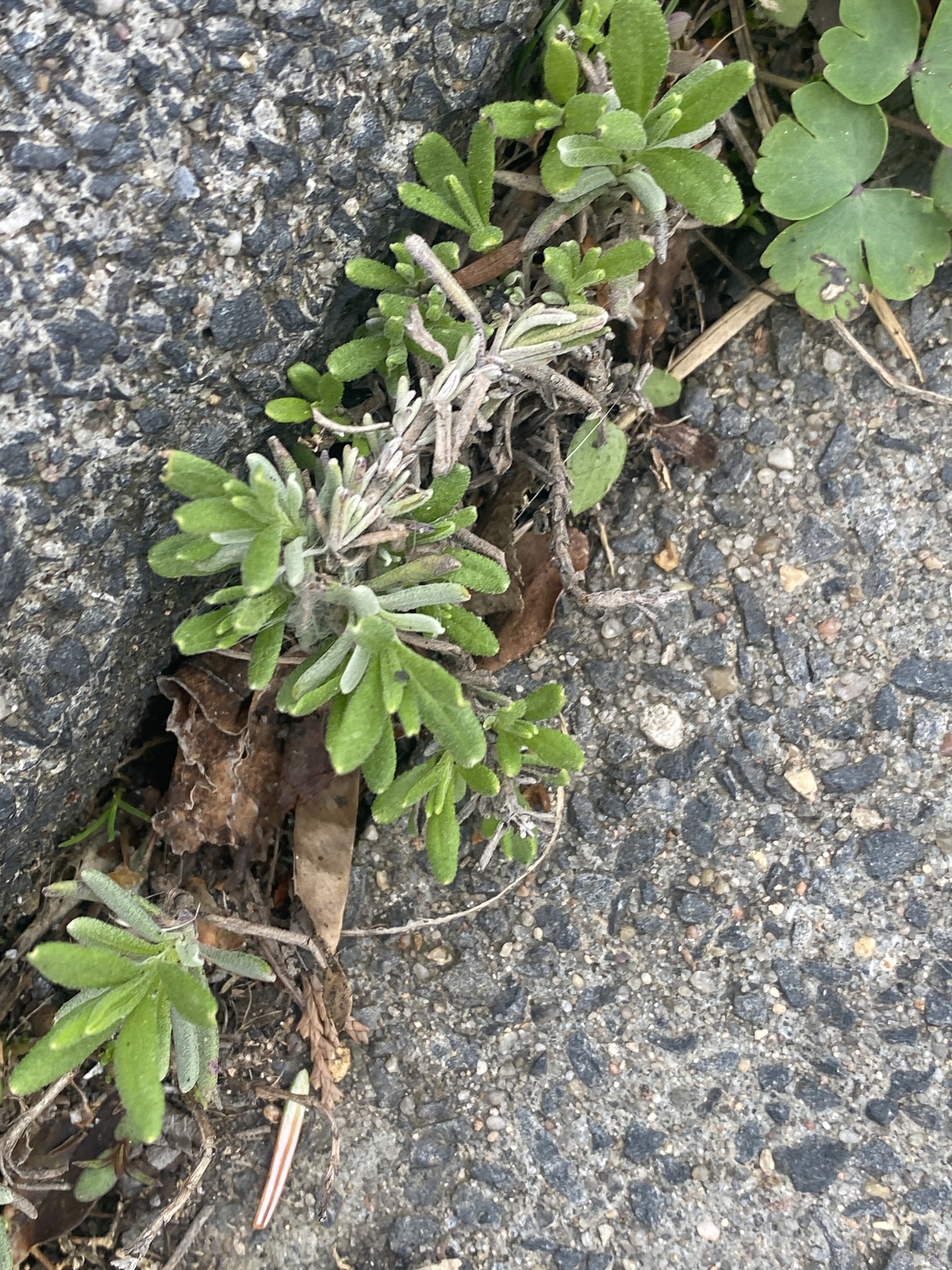 Imagem de Lavanda