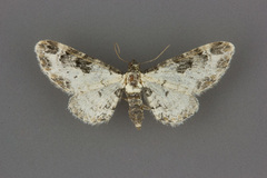 Prorella gypsata