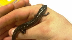 Desmognathus brimleyorum