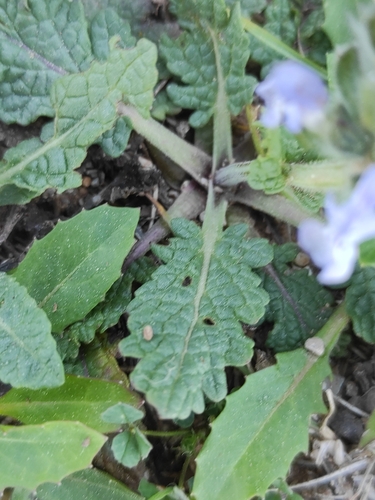 Image of Salvia clandestina by (c) Bastien Le Mort, some rights reserved (CC BY)