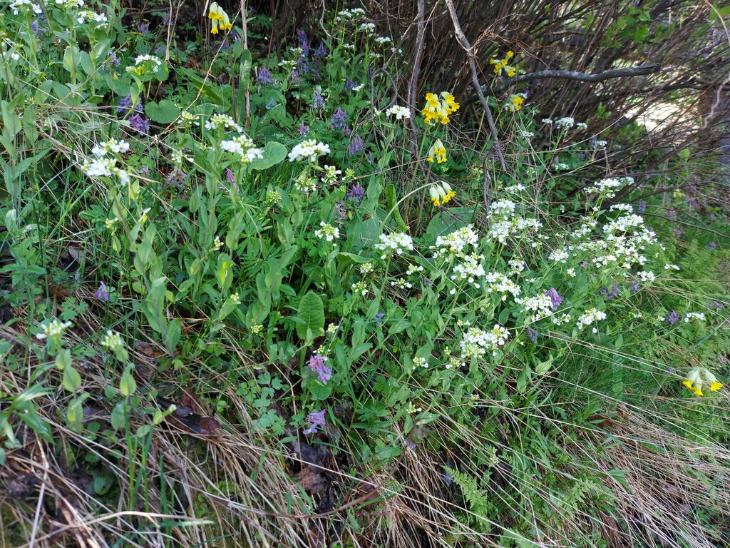 Noccaea kovatsii