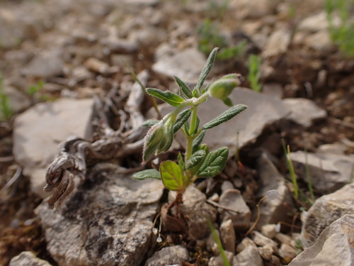 Image of Helianthemum salicifolium by (c) Franck Cabot, some rights reserved (CC BY)
