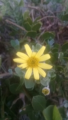 Osteospermum moniliferum