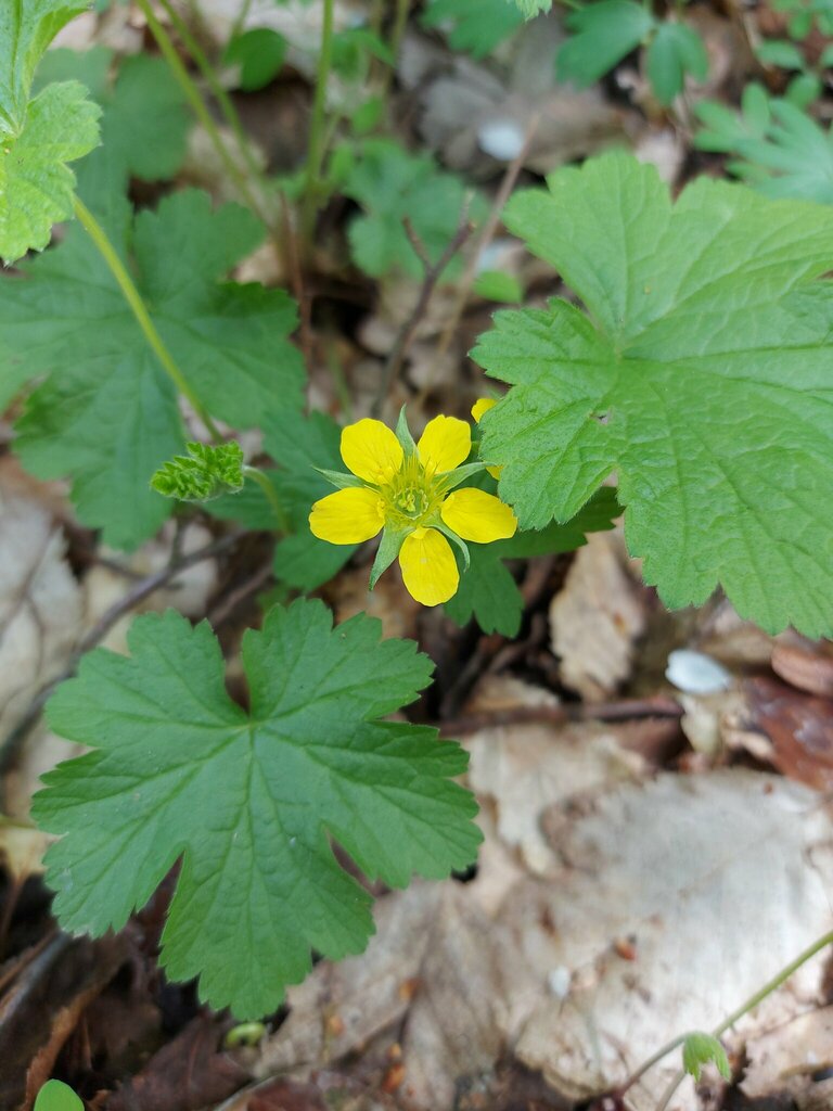 large barren strawberry