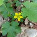 Large Barren Strawberry - Photo (c) Attila Takács, some rights reserved (CC BY-NC), uploaded by Attila Takács