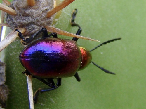 Metallic Milkweed Leaf Beetle
