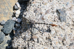 Paragomphus sinaiticus