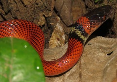 Oxyrhopus melanogenys