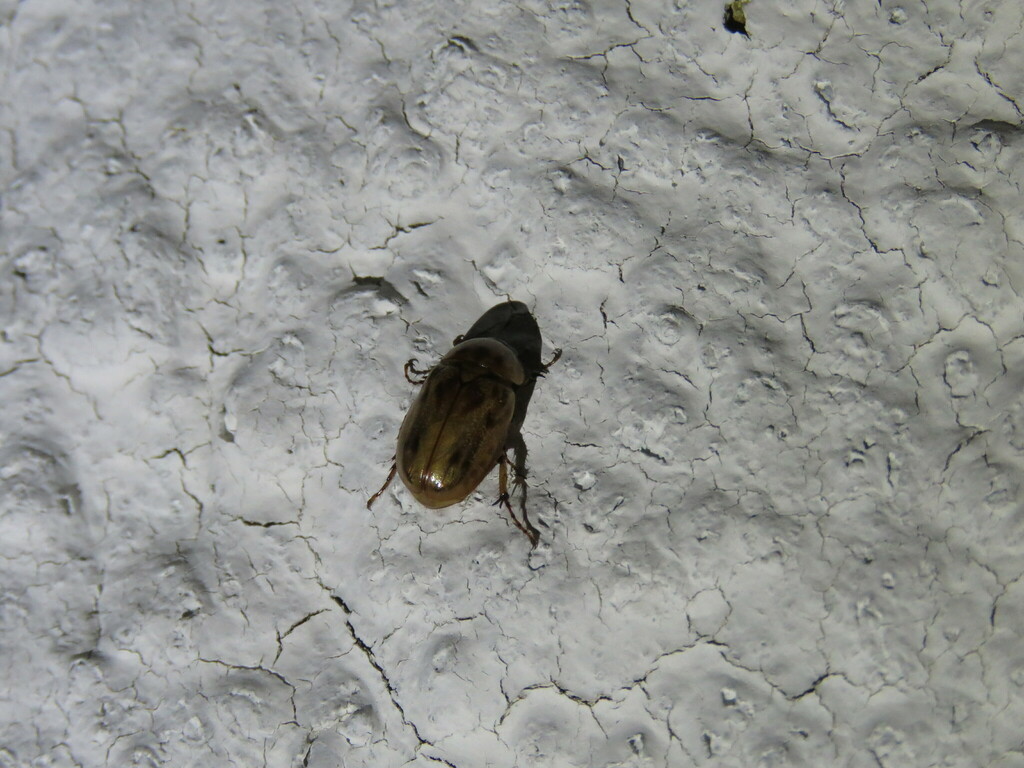 Cyclocephala lunulata from Rincón de Guayabitos, Nay., México on March ...