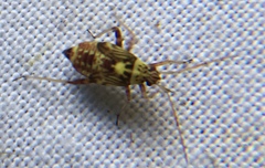 Rhabdomiris striatellus