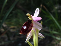 Ophrys bertolonii balearica