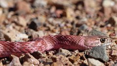 Masticophis flagellum piceus