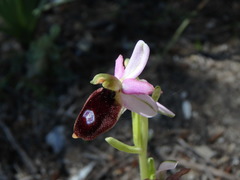 Ophrys bertolonii balearica