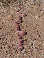 Masticophis flagellum piceus