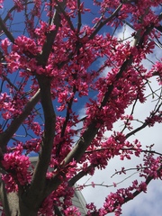 Cercis canadensis