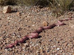 Masticophis flagellum piceus