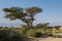 Vachellia tortilis raddiana