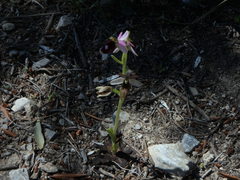 Ophrys bertolonii balearica