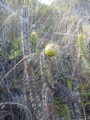 Corryocactus melanotrichus