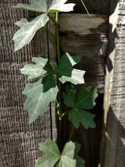 Cissus trifoliata