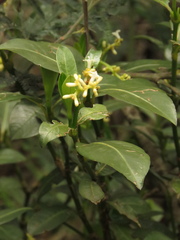 Palicourea boqueronensis