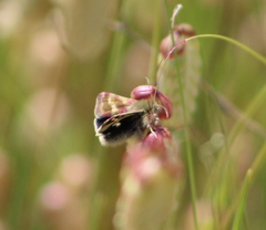 Heliothodes diminutiva