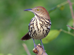 Brown Thrasher - Photo (c) Kenneth Cole Schneider, some rights reserved (CC BY-NC-SA)