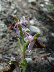 Ophrys bertolonii balearica