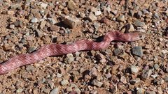 Masticophis flagellum piceus