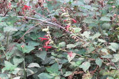 Salvia gesneriiflora