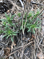 Lithospermum incisum