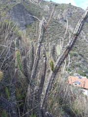 Corryocactus melanotrichus