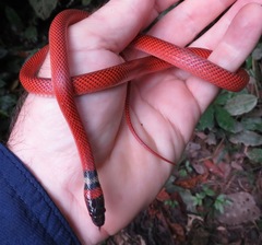 Oxyrhopus melanogenys