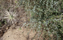 Echinops polyceras